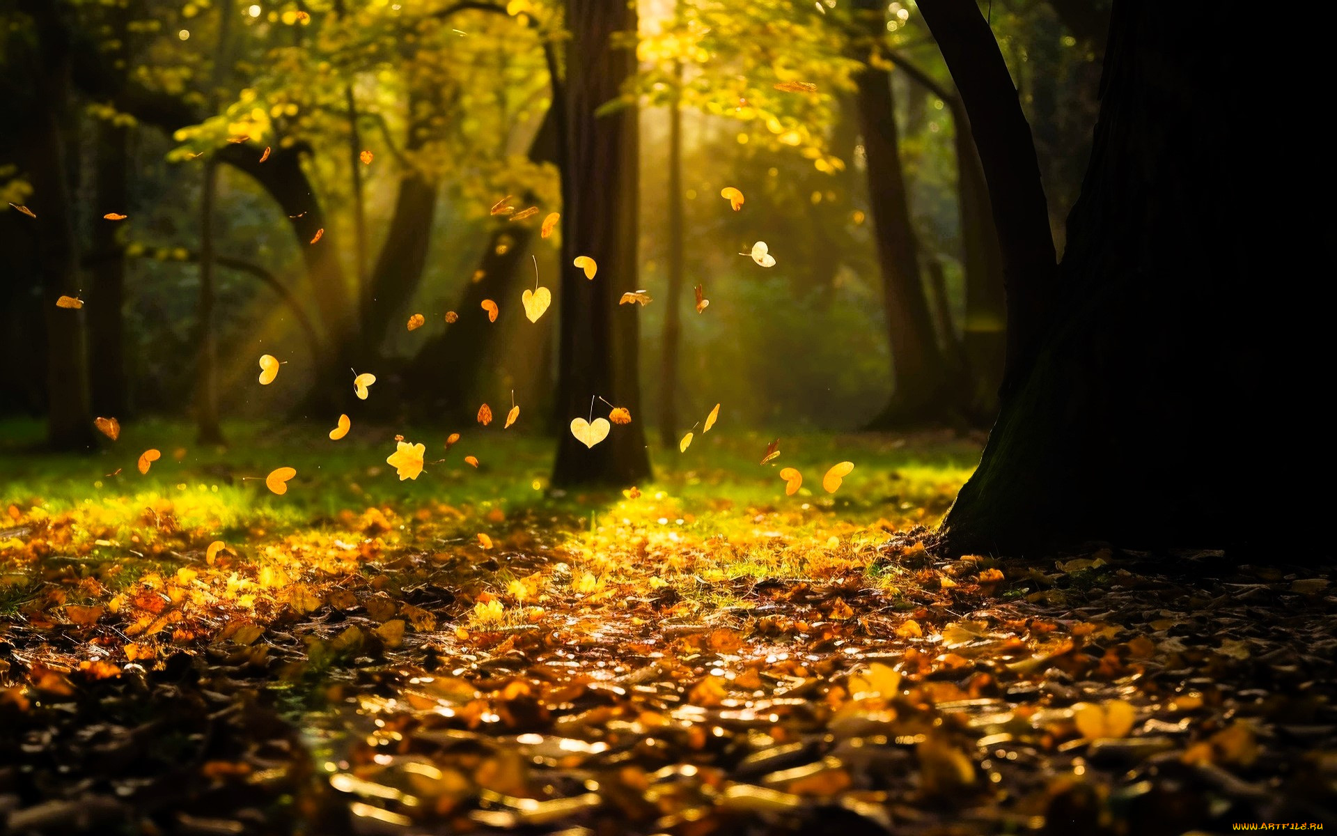 3� �������, ������� , nature, ���, �������, �����, ������